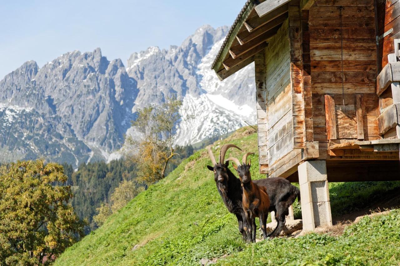 Gut Stein Panoramalodge มึลบาค อัม โฮคเคอนิก ภายนอก รูปภาพ